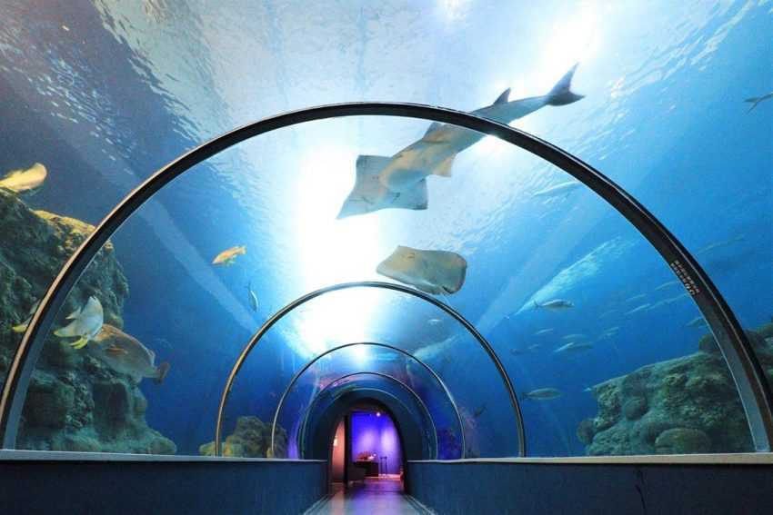 【 花火節雨天備案 】澎湖水族館